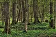 Bronią Puszczy Białowieskiej. Ruszyła zbiórka podpisów pod petycją