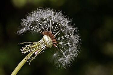 "Spotkania z florą" – darmowe wykłady i warsztaty