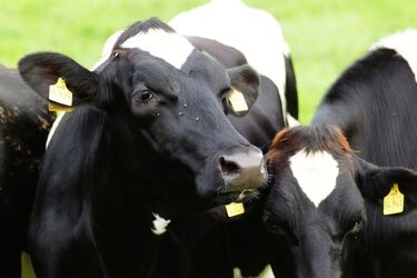 Podlaskie mleko podbije Azję? Na pierwszy ogień Indonezja