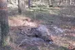 Nielegalnie polowali na zwierzęta. Kłusownicy zatrzymani
