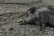 Sprawa odstrzału dzików roznoszących ASF w prokuraturze
