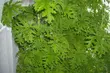 Nielegalna plantacja konopi w białostockim mieszkaniu