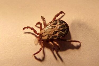 Kolejne przypadki świńskiej grypy i coraz więcej osób chorych na boleriozę