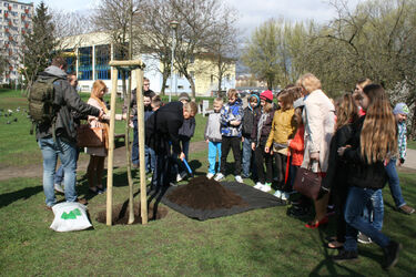 Dobrawa i Mieszko. Dzieci zasadziły nowe drzewa