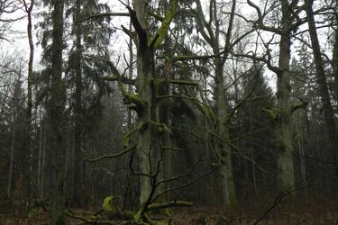 Skarga na ministra środowiska. Trafi do Komisji Europejskiej