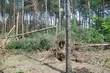 Trwa usuwanie skutków nawałnicy. Pomagają więźniowie z zakładu karnego 