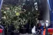 Miał 120 krzaków konopi. Zatrzymano właściciela nielegalnej plantacji