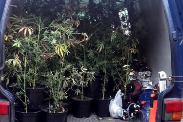 Miał 120 krzaków konopi. Zatrzymano właściciela nielegalnej plantacji