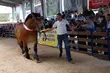 W Szepietowie odbędzie się Regionalna Wystawa Zwierząt Hodowlanych