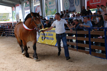 W Szepietowie odbędzie się Regionalna Wystawa Zwierząt Hodowlanych