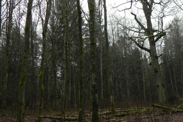 Puszcza Białowieska. Minister środowiska zapowiada szybką odpowiedź Komisji Europejskiej