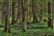 UNESCO na razie nie zajmie się sprawą Puszczy Białowieskiej