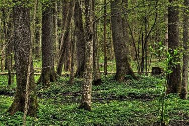 UNESCO na razie nie zajmie się sprawą Puszczy Białowieskiej