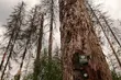 Puszcza Białowieska. Ministerstwo odpowiada Komisji Europejskiej