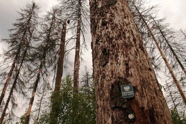 Puszcza Białowieska. Ministerstwo odpowiada Komisji Europejskiej