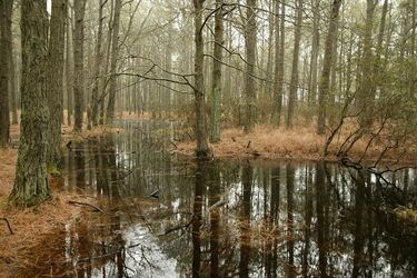 Turyści zabłądzili na bagnach. Wycieńczonych odnalazła policja