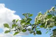 Ostatni weekend lipca zapowiada się pochmurno, ale dość ciepło