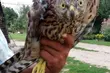 Nietypowa interwencja podlaskich celników. Uratowali chronionego ptaka