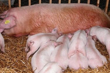 W kolejnym gospodarstwie w województwie podlaskim wykryto afrykański pomór świń