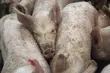 Kolejne przypadki ASF. Są powiązane z ogniskiem w Choroszczy