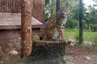 Białostoczanie wybrali imię dla rysicy z Akcentu ZOO