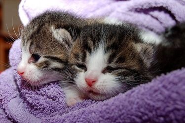 Porzucił karton z kociętami. 53-latek odpowie za znęcanie się nad zwierzętami