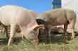 ASF. Wojewódzki Lekarz Weterynarii wydaje zalecenia dla hodowców, pomoc w listopadzie