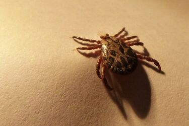 Borelioza w powiecie białostockim. Tylko tu w ciągu dwóch miesięcy zachorowało 135 osób