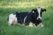 Dwie podlaskie firmy należą do najlepszych w Europie. Znalazły się w prestiżowym rankingu 