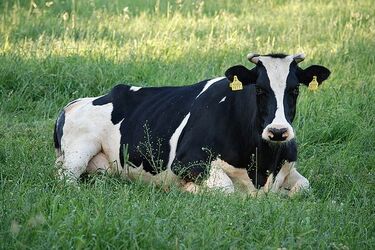 Dwie podlaskie firmy należą do najlepszych w Europie. Znalazły się w prestiżowym rankingu 