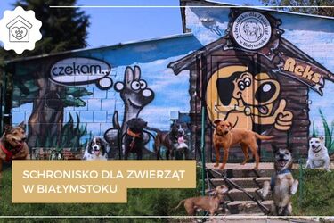 Pomóż psiakom wygrać 168 kg karmy. Zagłosuj na białostockie schronisko