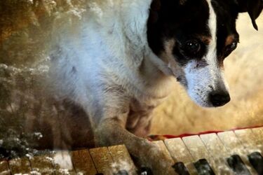 Specjalny seans filmowy. Do kina można zabrać psy [WIDEO]