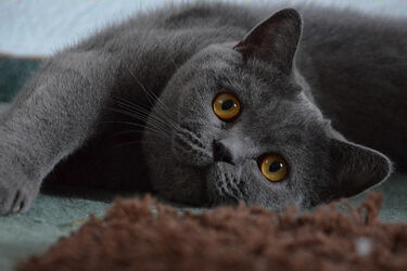 Koty wielu ras będzie można obejrzeć w Białymstoku