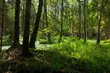 W Puszczy Białowieskiej są najpiękniejsze trasy nordic walking w Polsce