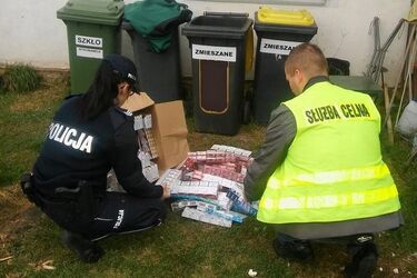 Nielegalne papierosy w fiacie panda i krzakach winogron