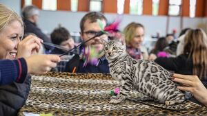 Trwa Międzynarodowa Wystawa Kotów Rasowych. Wybierane są najpiękniejsze [ZDJĘCIA]