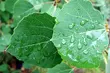 Synoptycy zapowiadają opady deszczu