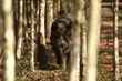 Dzików jest coraz mniej. A te, które są, częściej zaglądają do miasta