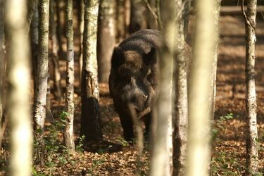 Dzików jest coraz mniej. A te, które są, częściej zaglądają do miasta
