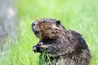W Podlaskiem w ciągu 3 lat odstrzelonych zostanie ponad 2,5 tys. bobrów