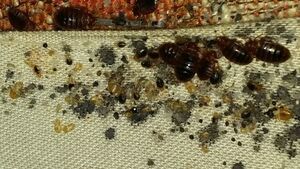 Pluskiew nie wolno ignorować. Wywołują bardzo poważne infekcje