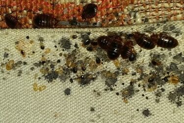 Pluskiew nie wolno ignorować. Wywołują bardzo poważne infekcje