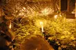 Narkotyki za ponad 130 tys. zł. Plantacja na jednej z posesji na terenie miasta