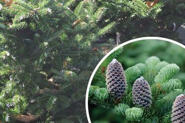 Coraz częściej na Boże Narodzenie wybieramy choinki, które potem sadzimy w ogrodzie