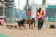 Psów w schronisku jest coraz mniej. Wszystko idzie ku lepszemu