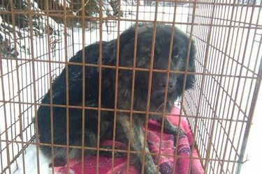 Leśnicy uratowali psa. Groziło mu zamarznięcie lub śmierć z głodu