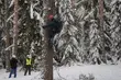 Szyszkobranie w podlaskich lasach. Do akcji włączyli się alpiniści