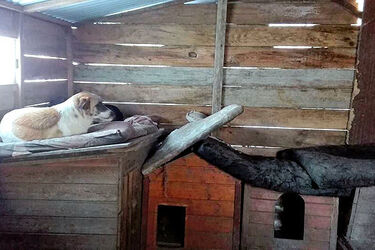 Dołącz się do zbiórki na wybudowanie wiaty na bezdomnych psów