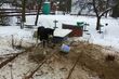 Wychudzony i wystraszony pies był przyczepiony do płotu metalowym łańcuchem