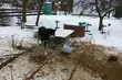 Wychudzony i wystraszony pies był przyczepiony do płotu metalowym łańcuchem